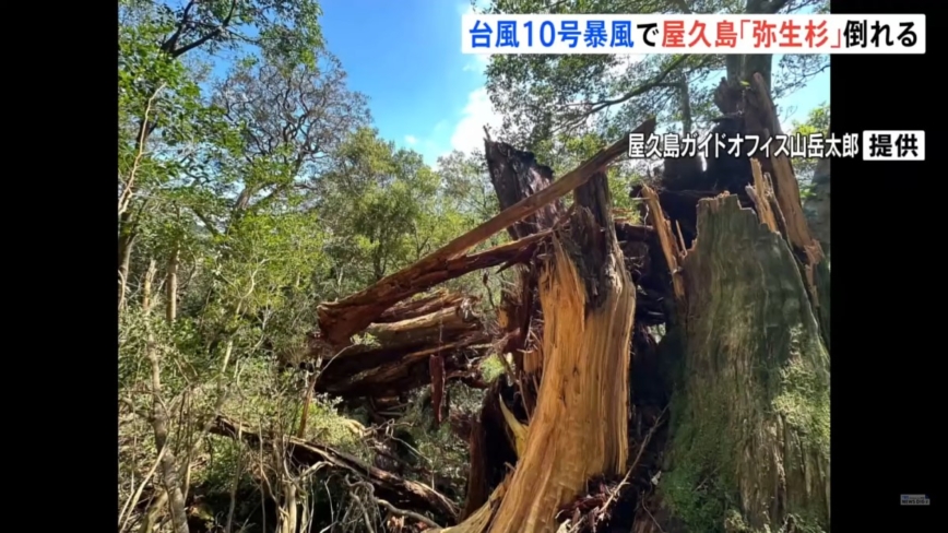 疑遭颱風珊珊侵襲 日本3千年神木近根部斷裂倒塌