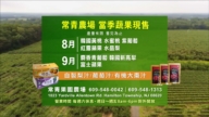 【广告】常青果园农场（Evergreen Farm）