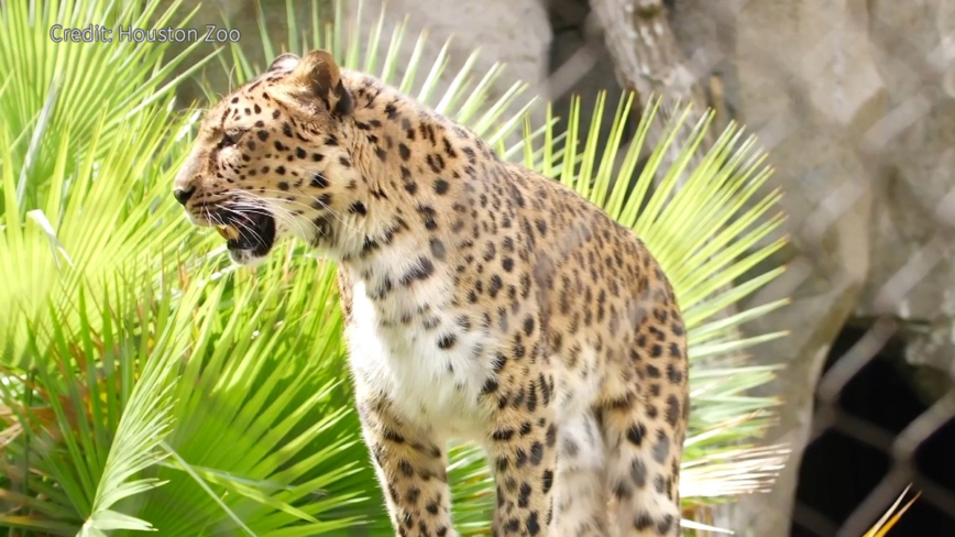 休斯頓動物園迎來世界罕見的遠東豹