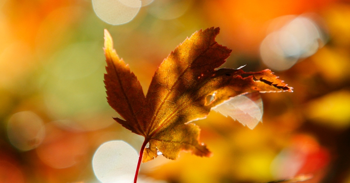 Unlock the Magic of Autumn: 3 Simple Ways to Celebrate the Equinox and Welcome the Season of Abundance