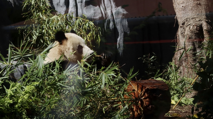 每年150萬養不起 芬蘭動物園歸還中國大熊貓