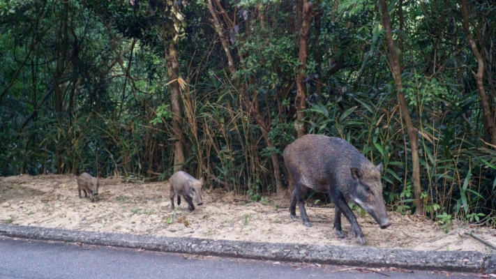 中国26省野猪氾滥 宁夏悬赏招“野猪猎人”