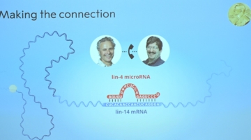 諾貝爾醫學獎 兩位學者研究microRNA共同獲得