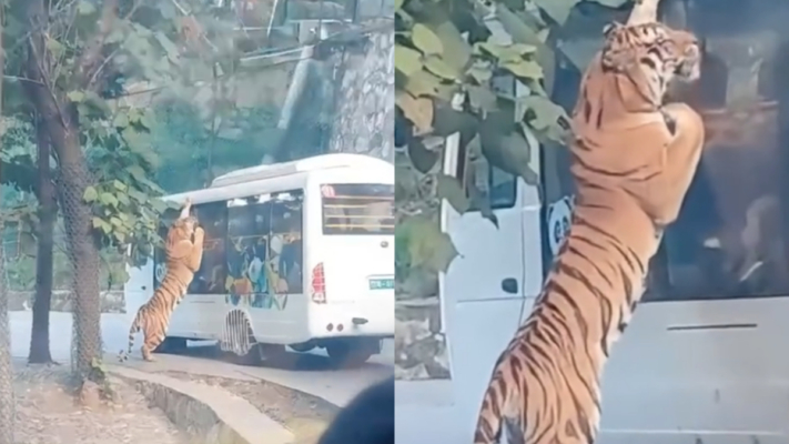 河南動物園大老虎「壓住」觀光大巴 遊客驚叫（視頻）