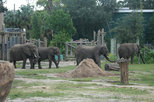 颶風米爾頓降至4級 估出現危險暴潮 動物園急遷動物