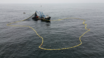 中國漁船過度捕撈 祕魯魷魚捕獲量跌七成