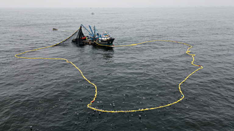 中國漁船過度捕撈 秘魯魷魚捕獲量跌七成