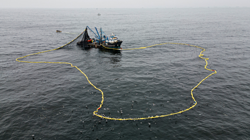 中國漁船過度捕撈 祕魯魷魚捕獲量跌七成