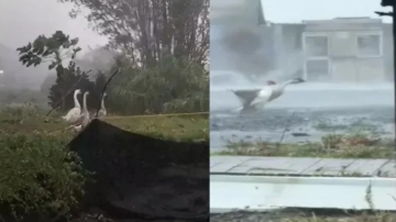 迎戰強颱康芮 「三頭鵝」力抗強風豪雨