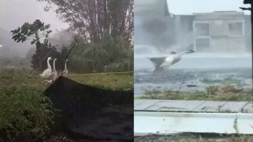 迎战强台康芮 “三头鹅”力抗强风豪雨