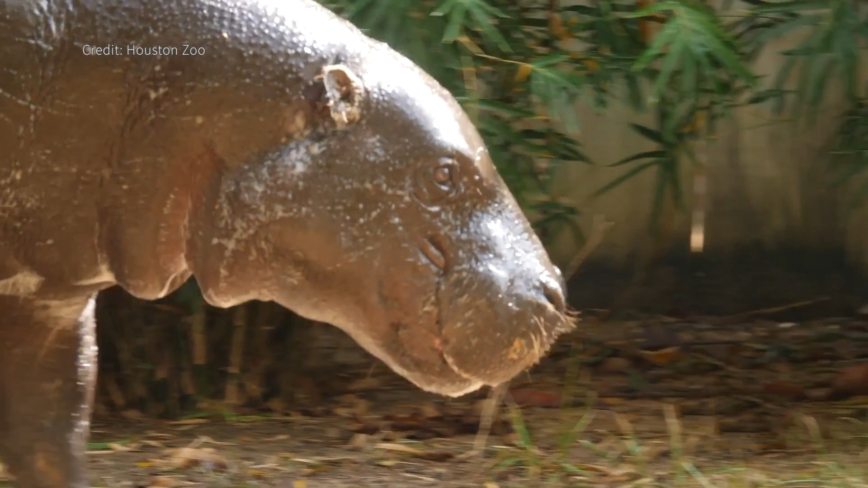 世界珍獸侏儒河馬休斯頓動物園亮相