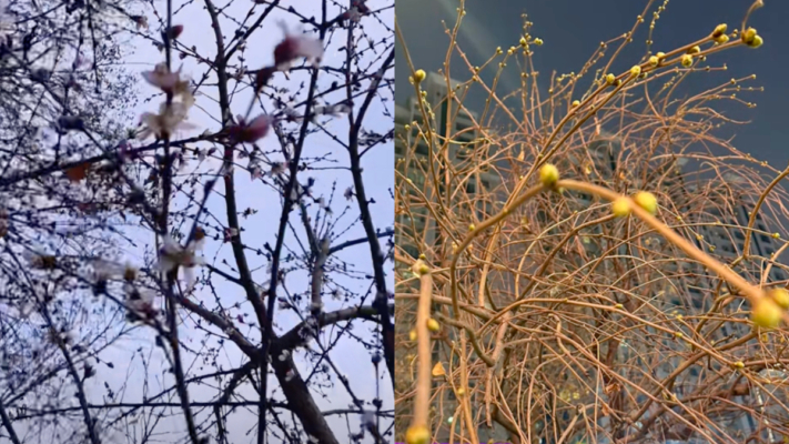 中国异象再现 冬季桃花开 柳树发芽（视频）