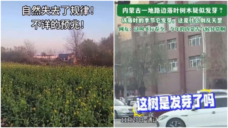 河北油菜冬日開花 內蒙樹木剛落葉又發芽（視頻）