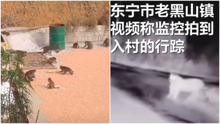 廣西猴子泛濫 黑龍江猛虎進村 陸26省野豬致害