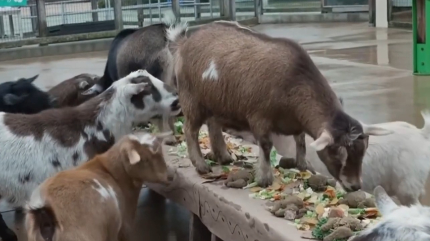 慶祝感恩節 芝加哥動物園「開葷」嚼火鷄