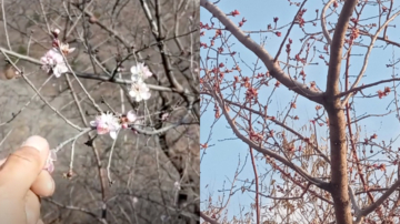 北京再现异象 小雪过后 桃花开了（视频）