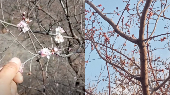 北京再現異象 小雪過後 桃花開了（視頻）