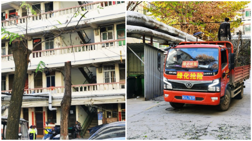 因噎廢食 西安一小區防落葉把樹頭全砍掉