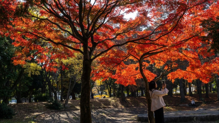 126年来最暖秋天 日本红叶季延至12月登场