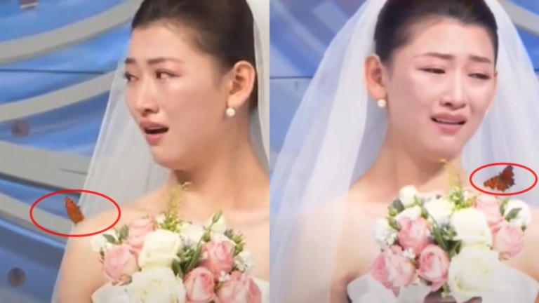 婚禮驚現蝴蝶停肩膀 新娘淚崩：爸爸真的來了（視頻）