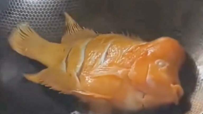 廣東男含淚紅燒鸚鵡魚 味道出乎意料（視頻）
