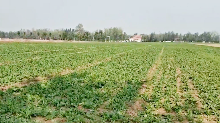 中共央企跨界種地 農民擔憂被搶飯碗