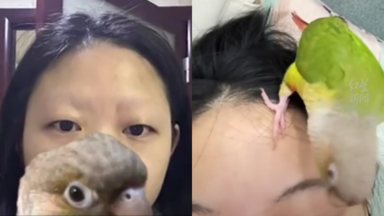 震惊崩潰！重慶女子被自家鸚鵡拔光眉毛
