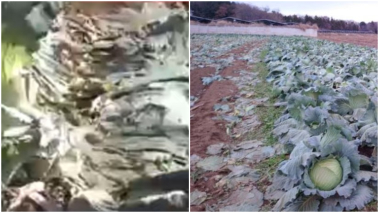 丟人！中國兩兄弟在日本偷包菜 當場被抓