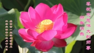北京法輪功學員恭祝李洪志大師新年好(19條)