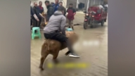 杀年猪没按住 贵州男骑300斤大肥猪狂奔（视频）