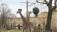 聖誕樹清脆可口 成爲柏林動物園新年大餐