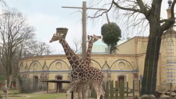 聖誕樹清脆可口 成爲柏林動物園新年大餐