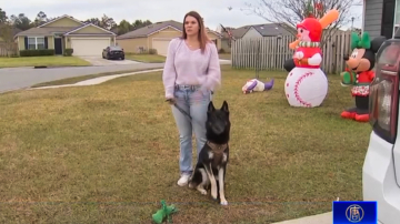 輕鬆一刻：夢想成真 走失牧羊犬奇跡回家