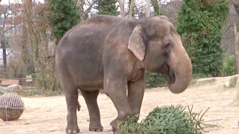 英國動物園年度盤點 柏林動物園新年聚餐