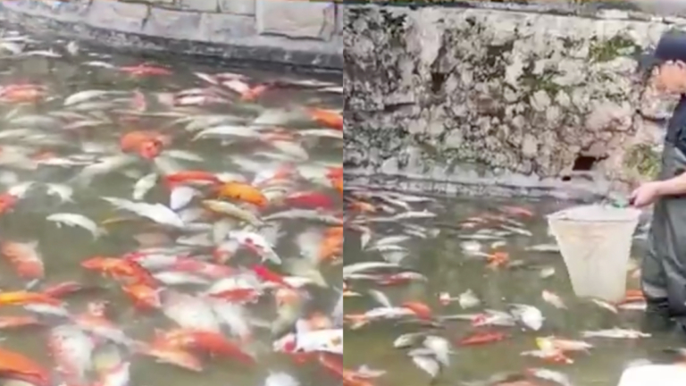重慶觀音橋錦鯉神祕死亡 裝了30多麻袋（視頻）