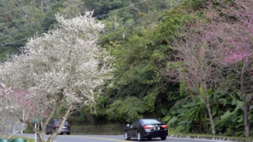 美不勝收！阿裡山公路梅花大爆發 山櫻花也紅了