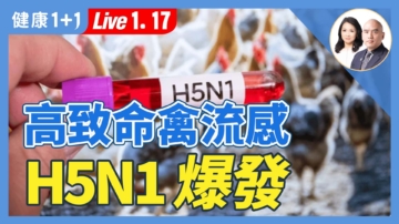 【健康1+1】大陆传出：高致命禽流感H5N1爆发