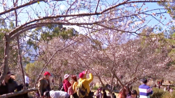 桃园角板山梅花季 民众欢喜赏梅 感受新年气氛