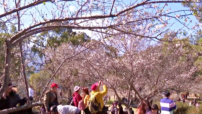 桃園角板山梅花季 民眾歡喜賞梅 感受新年氣氛