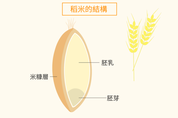 糙米与白米：热量相近 营养有别 各适合哪些人？