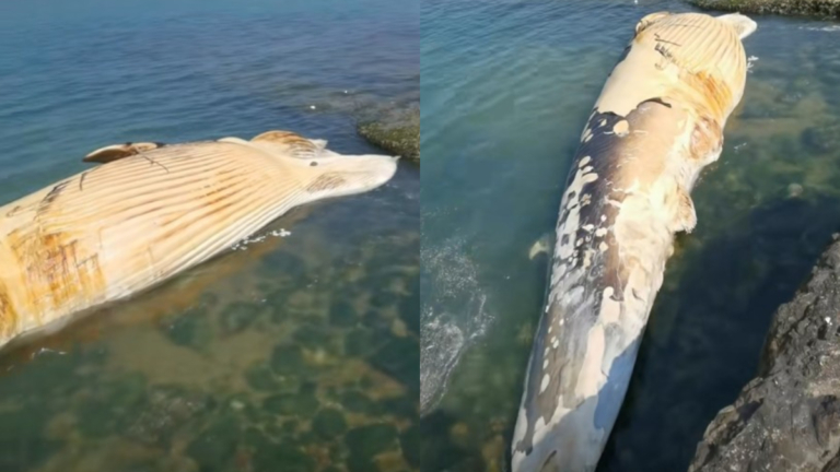 海南景區現近12米巨鯨腐屍 死因不明