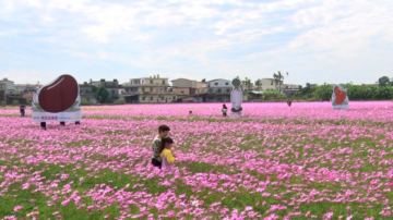 美濃花海開園 邀民眾賞花採果吃美食