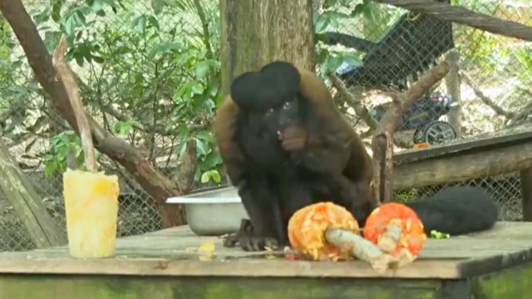 里約動物園「發冰棒」助動物度過炎炎夏日