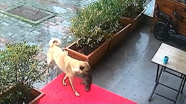輕鬆一刻：狗媽叼瀕死狗娃拜訪診所 獸醫見證奇跡