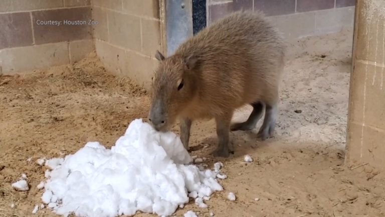 休斯頓罕見大雪 動物自得其樂