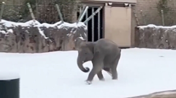 休斯敦罕見迎雪 動物園瞬間變歡樂園