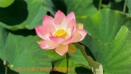 山东法轮功学员恭祝李洪志大师新年好(19条)