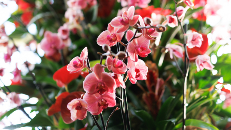 倫敦邱園蘭花展 萬株鮮花秀秘魯風情