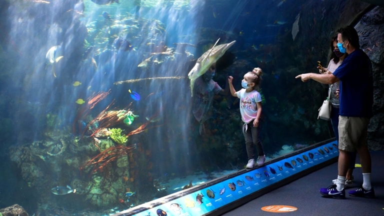 揭秘生物危機 南加水族館發布「海洋生物卡片」