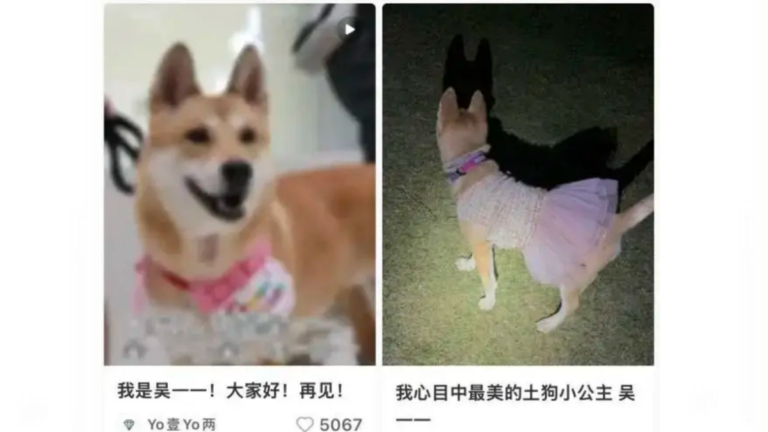 深圳主人懸賞5萬尋走失寵物狗 結局令人崩潰